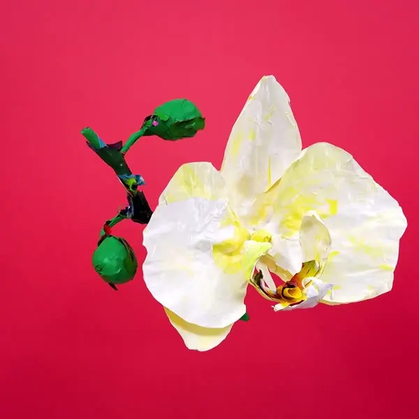 Minseok Kang, Moth Orchid (2023) — A single-channel video of Korean flowers in delicate motion, Single-channel video
