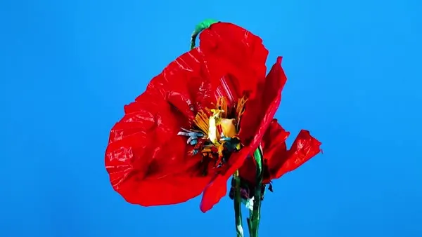 Minseok Kang, Poppy (2023) — A single-channel video of Korean flowers in delicate motion, Single-channel video